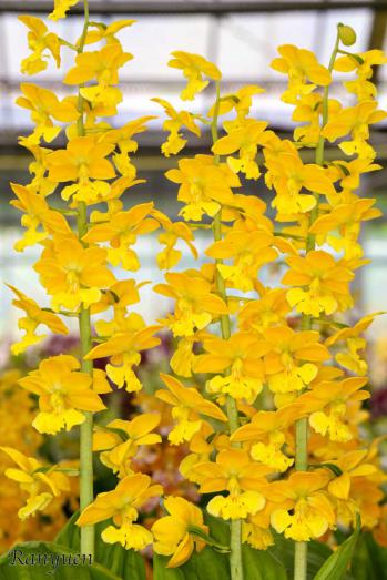 エビネ 蘭裕園 Ranyuen