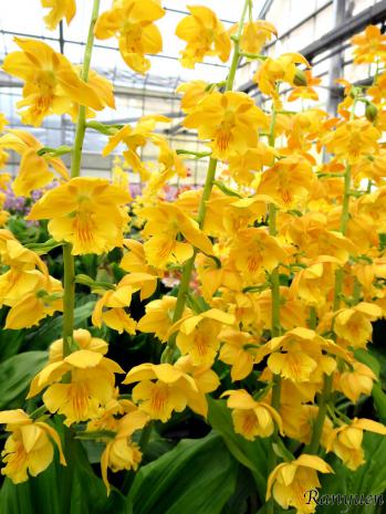 エビネ 蘭裕園 Ranyuen