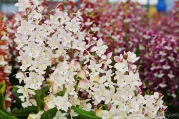 エビネ 蘭裕園 Ranyuen