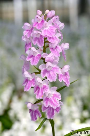 アワチドリ・夢ちどり 蘭裕園 Ranyuen