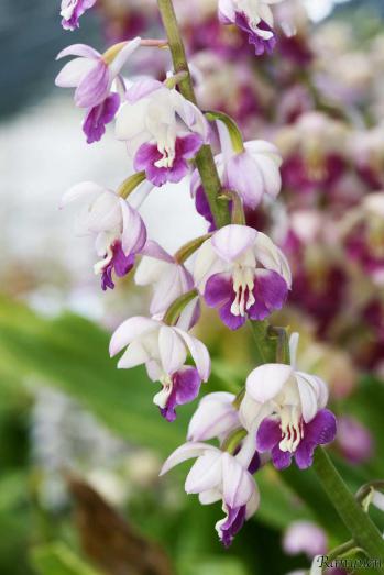 エビネ 蘭裕園 Ranyuen