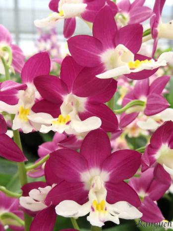 エビネ 蘭裕園 Ranyuen