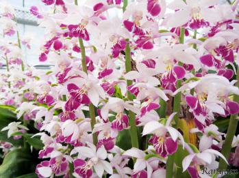 エビネ 蘭裕園 Ranyuen