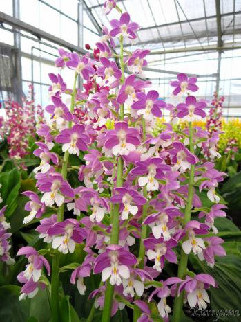 エビネ 蘭裕園 Ranyuen