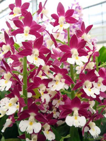 エビネ 蘭裕園 Ranyuen