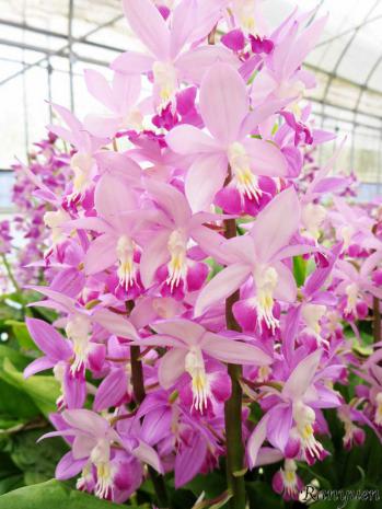 Calanthe Ranyuen