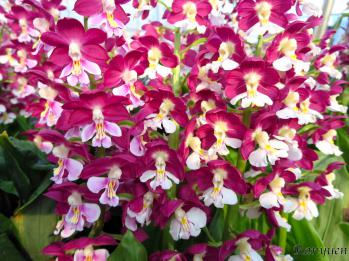 エビネ 蘭裕園 Ranyuen