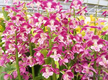 エビネ 蘭裕園 Ranyuen