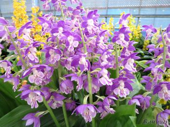 エビネ 蘭裕園 Ranyuen