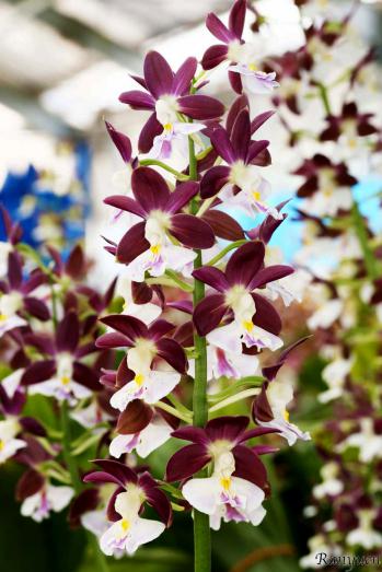 エビネ 蘭裕園 Ranyuen