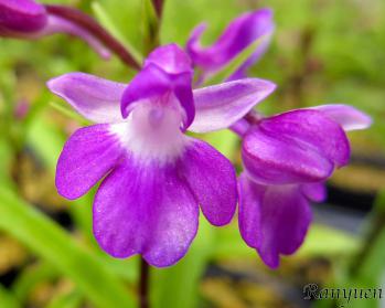 アワチドリ・夢ちどり 蘭裕園 Ranyuen