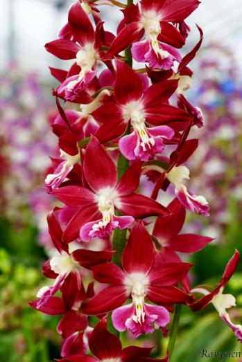 エビネ 蘭裕園 Ranyuen