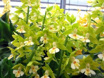 エビネ 蘭裕園 Ranyuen