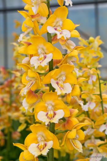 エビネ 蘭裕園 Ranyuen