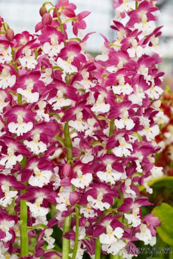 エビネ 蘭裕園 Ranyuen