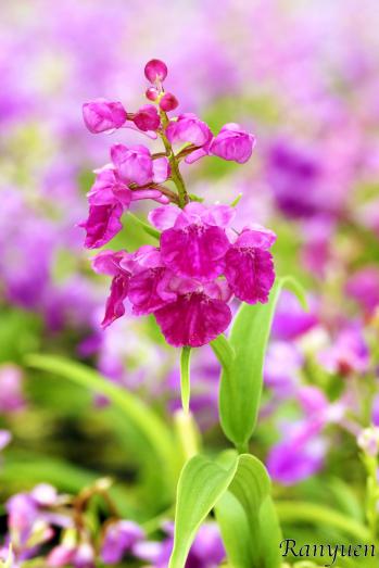 Ponerorchis Ranyuen