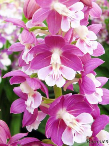 エビネ 蘭裕園 Ranyuen