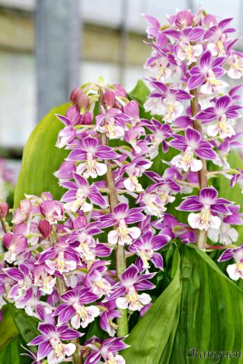 Calanthe Ranyuen