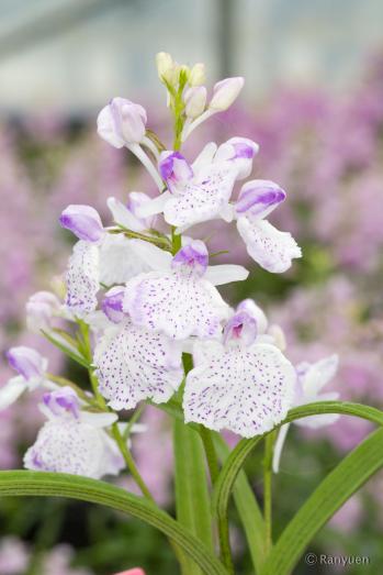 アワチドリ・夢ちどり 蘭裕園 Ranyuen