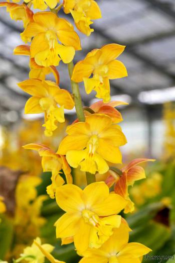 エビネ 蘭裕園 Ranyuen