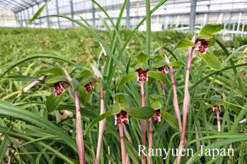 春蘭 蘭裕園 Ranyuen