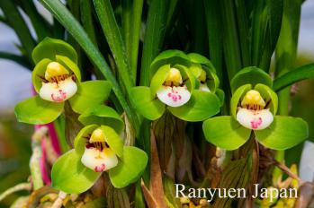 春蘭 蘭裕園 Ranyuen