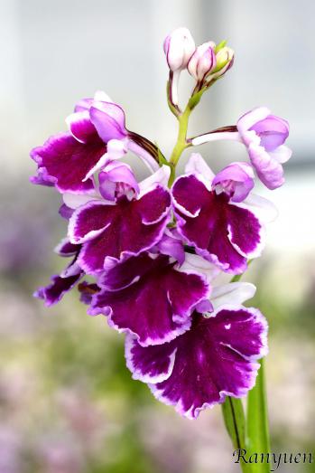 アワチドリ・夢ちどり 蘭裕園 Ranyuen