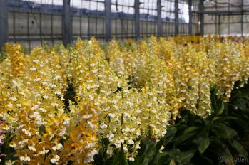 エビネ 蘭裕園 Ranyuen