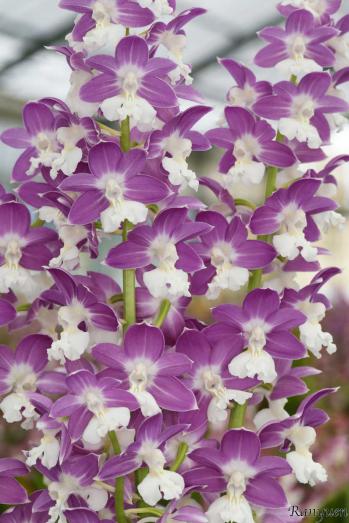 エビネ 蘭裕園 Ranyuen