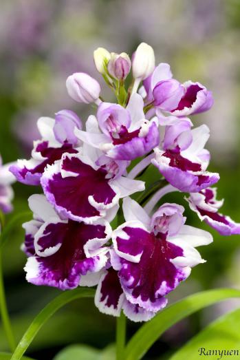 アワチドリ・夢ちどり 蘭裕園 Ranyuen