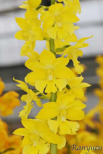 エビネ 蘭裕園 Ranyuen