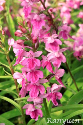 アワチドリ・夢ちどり 蘭裕園 Ranyuen