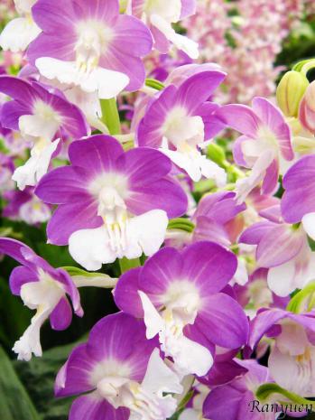 エビネ 蘭裕園 Ranyuen