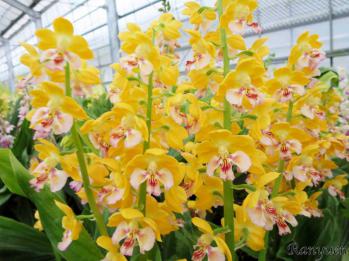 エビネ 蘭裕園 Ranyuen