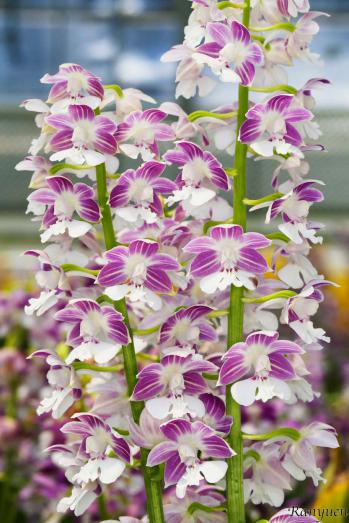 エビネ 蘭裕園 Ranyuen