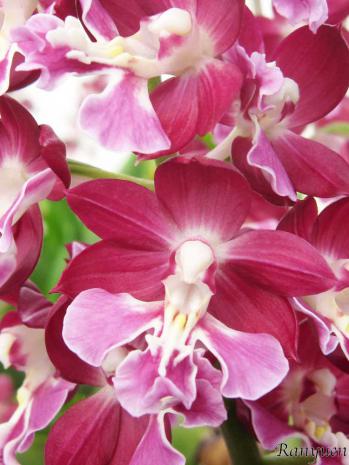 エビネ 蘭裕園 Ranyuen