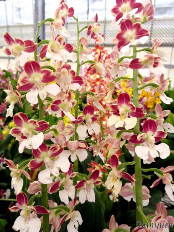 エビネ 蘭裕園 Ranyuen