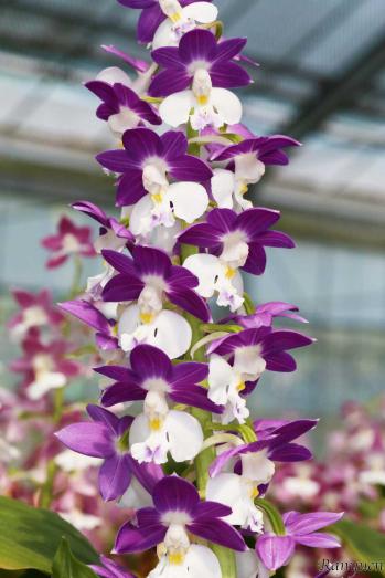 エビネ 蘭裕園 Ranyuen