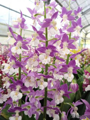 エビネ 蘭裕園 Ranyuen