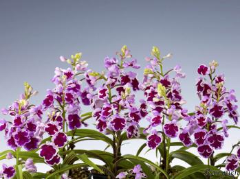 アワチドリ・夢ちどり 蘭裕園 Ranyuen