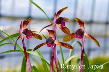 春蘭 蘭裕園 Ranyuen