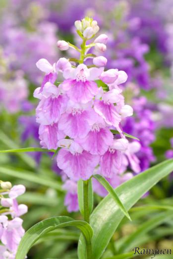 アワチドリ・夢ちどり 蘭裕園 Ranyuen