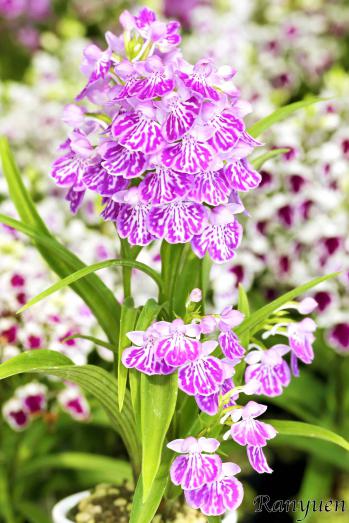 アワチドリ・夢ちどり 蘭裕園 Ranyuen