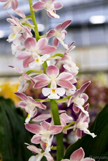 エビネ 蘭裕園 Ranyuen