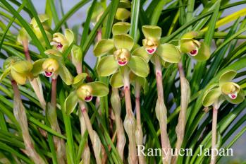 春蘭 蘭裕園 Ranyuen