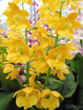 エビネ 蘭裕園 Ranyuen