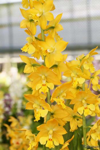 エビネ 蘭裕園 Ranyuen