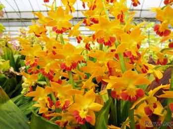 エビネ 蘭裕園 Ranyuen