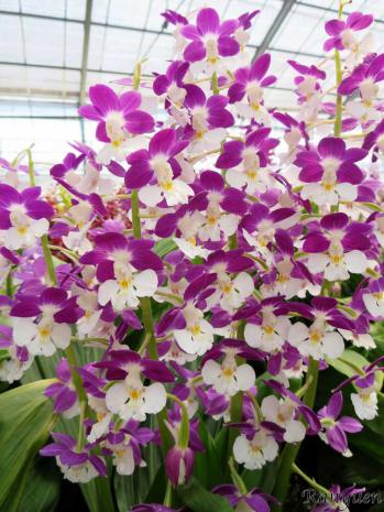 エビネ 蘭裕園 Ranyuen