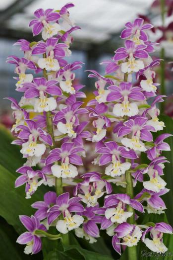 エビネ 蘭裕園 Ranyuen